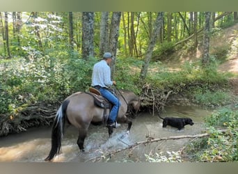 Paint Horse, Gelding, 7 years, 15,1 hh, Grullo