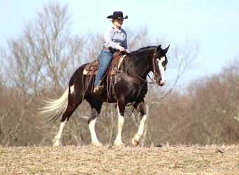 Paint Horse, Gelding, 7 years, 15.1 hh, Pinto