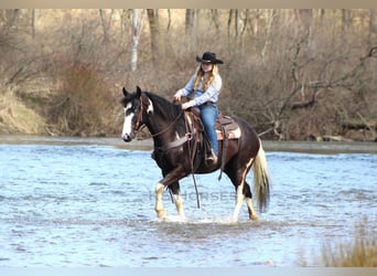 Paint Horse Mix, Gelding, 7 years, 15.1 hh, Pinto