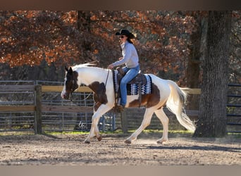 Paint Horse, Gelding, 7 years, 15.1 hh, Roan-Bay