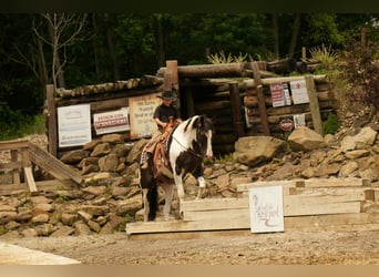 Paint Horse, Gelding, 7 years, 15.1 hh