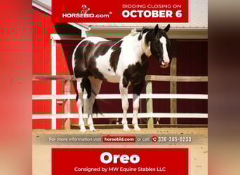 Paint Horse, Gelding, 7 years, 15.1 hh