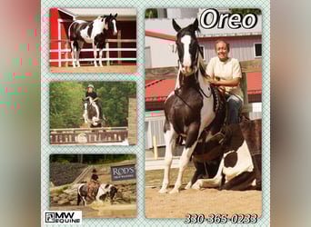 Paint Horse, Gelding, 7 years, 15.1 hh