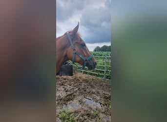 Paint Horse, Gelding, 7 years, 15.2 hh, Chestnut-Red