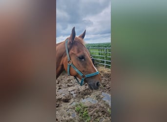 Paint Horse, Gelding, 7 years, 15.2 hh, Chestnut-Red