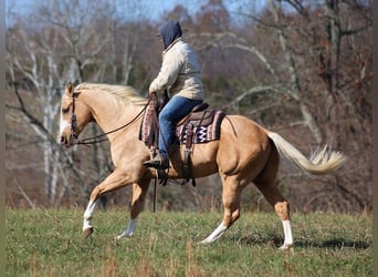 Paint Horse, Gelding, 7 years, 15,2 hh, Palomino