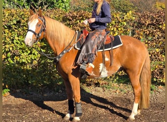 Paint Horse, Wallach, 7 Jahre, 15,2 hh, Schecke