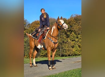 Paint Horse, Wallach, 7 Jahre, 15,2 hh, Schecke