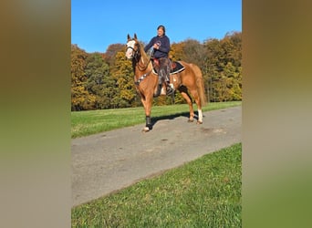 Paint Horse, Wallach, 7 Jahre, 15,2 hh, Schecke