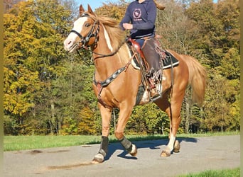 Paint Horse, Wallach, 7 Jahre, 15,2 hh, Schecke