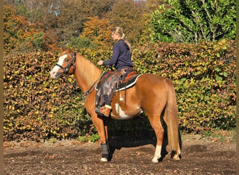 Paint Horse, Wallach, 7 Jahre, 15,2 hh, Schecke