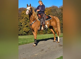 Paint Horse, Wallach, 7 Jahre, 15,2 hh, Schecke