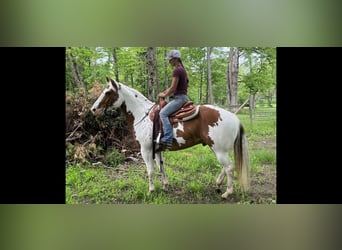 Paint Horse, Gelding, 7 years, 15.2 hh