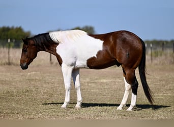 Paint Horse, Wallach, 7 Jahre, 15,3 hh, Schecke