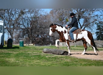 Paint Horse, Gelding, 7 years, 15 hh, Bay