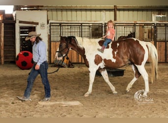 Paint Horse, Gelding, 7 years, 15 hh, Chestnut