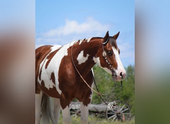 Paint Horse, Gelding, 7 years, 15 hh, Chestnut