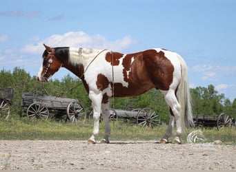 Paint Horse, Gelding, 7 years, 15 hh, Chestnut