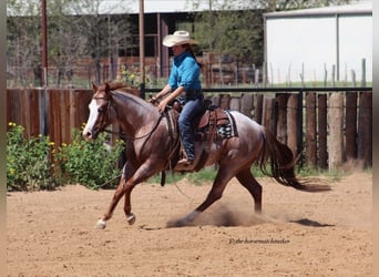 Paint Horse, Gelding, 7 years, 15 hh, Roan-Red