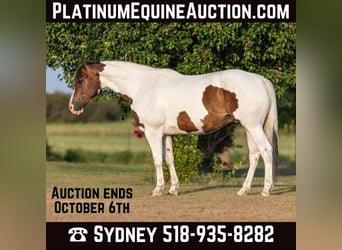 Paint Horse, Gelding, 7 years, 15 hh, Tobiano-all-colors