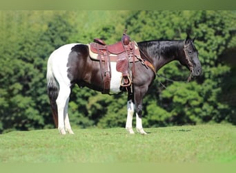 Paint Horse, Gelding, 7 years, 15 hh
