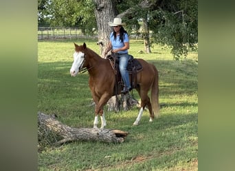 Paint Horse, Gelding, 7 years, 15,1 hh, Overo-all-colors