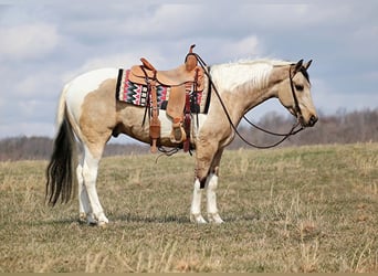 Paint Horse, Gelding, 7 years, 15,1 hh, Tobiano-all-colors