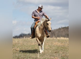 Paint Horse, Gelding, 7 years, 15,1 hh, Tobiano-all-colors
