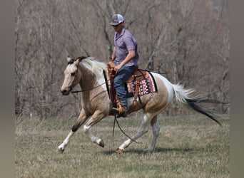 Paint Horse, Gelding, 7 years, 15,1 hh, Tobiano-all-colors