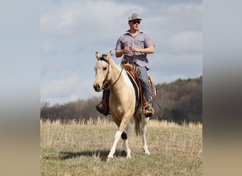 Paint Horse, Gelding, 7 years, 15,1 hh, Tobiano-all-colors