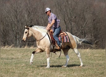 Paint Horse, Gelding, 7 years, 15,1 hh, Tobiano-all-colors
