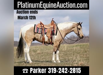 Paint Horse, Gelding, 7 years, 15,1 hh, Tobiano-all-colors