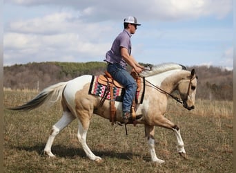 Paint Horse, Gelding, 7 years, 15,1 hh, Tobiano-all-colors