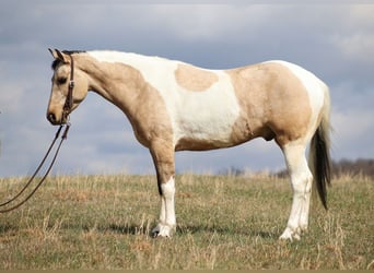 Paint Horse, Gelding, 7 years, 15,1 hh, Tobiano-all-colors