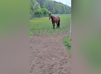 Paint Horse, Gelding, 7 years, 15,2 hh, Brown