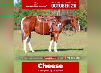 Paint Horse, Gelding, 7 years, 15,3 hh, Pinto