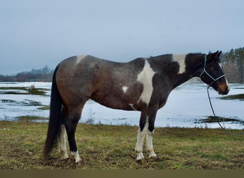 Paint Horse, Gelding, 7 years, 16.2 hh, Roan-Blue