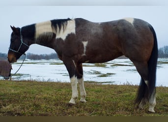 Paint Horse, Gelding, 7 years, 16.2 hh, Roan-Blue