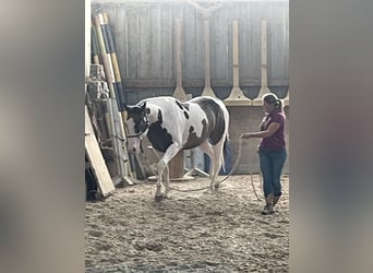 Paint Horse, Gelding, 7 years, 16.3 hh, Overo-all-colors