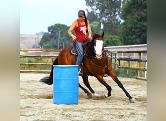 Paint Horse, Gelding, 7 years, 16 hh, Bay