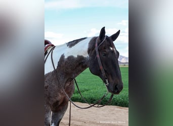 Paint Horse, Gelding, 7 years, 16 hh