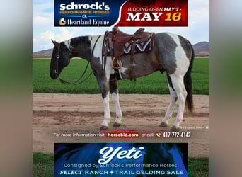 Paint Horse, Gelding, 7 years, 16 hh