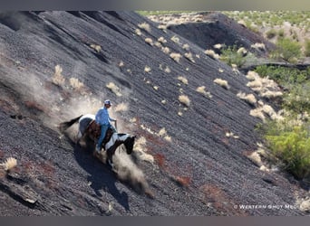 Paint Horse, Gelding, 7 years, 16 hh