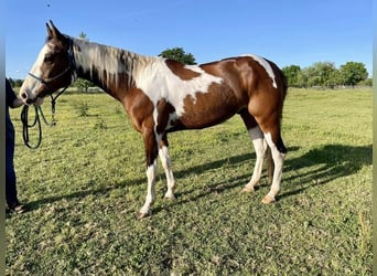 Paint Horse, Gelding, 7 years, Pinto
