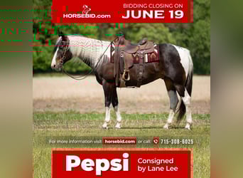 Paint Horse, Gelding, 7 years, Pinto