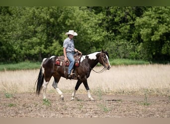Paint Horse, Gelding, 7 years, Pinto