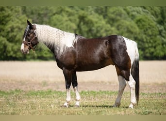 Paint Horse, Gelding, 7 years, Pinto