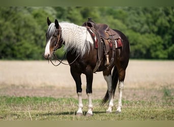 Paint Horse, Gelding, 7 years, Pinto