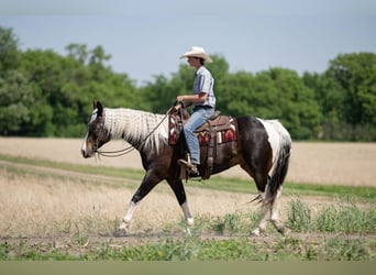 Paint Horse, Gelding, 7 years, Pinto