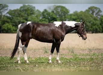 Paint Horse, Gelding, 7 years, Pinto